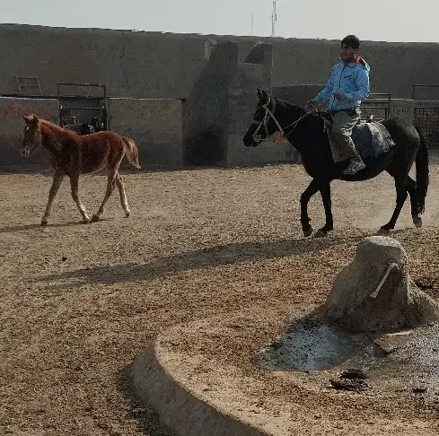 اسب با کره|اسب و تجهیزات اسبسواری|سلفچگان, |دیوار