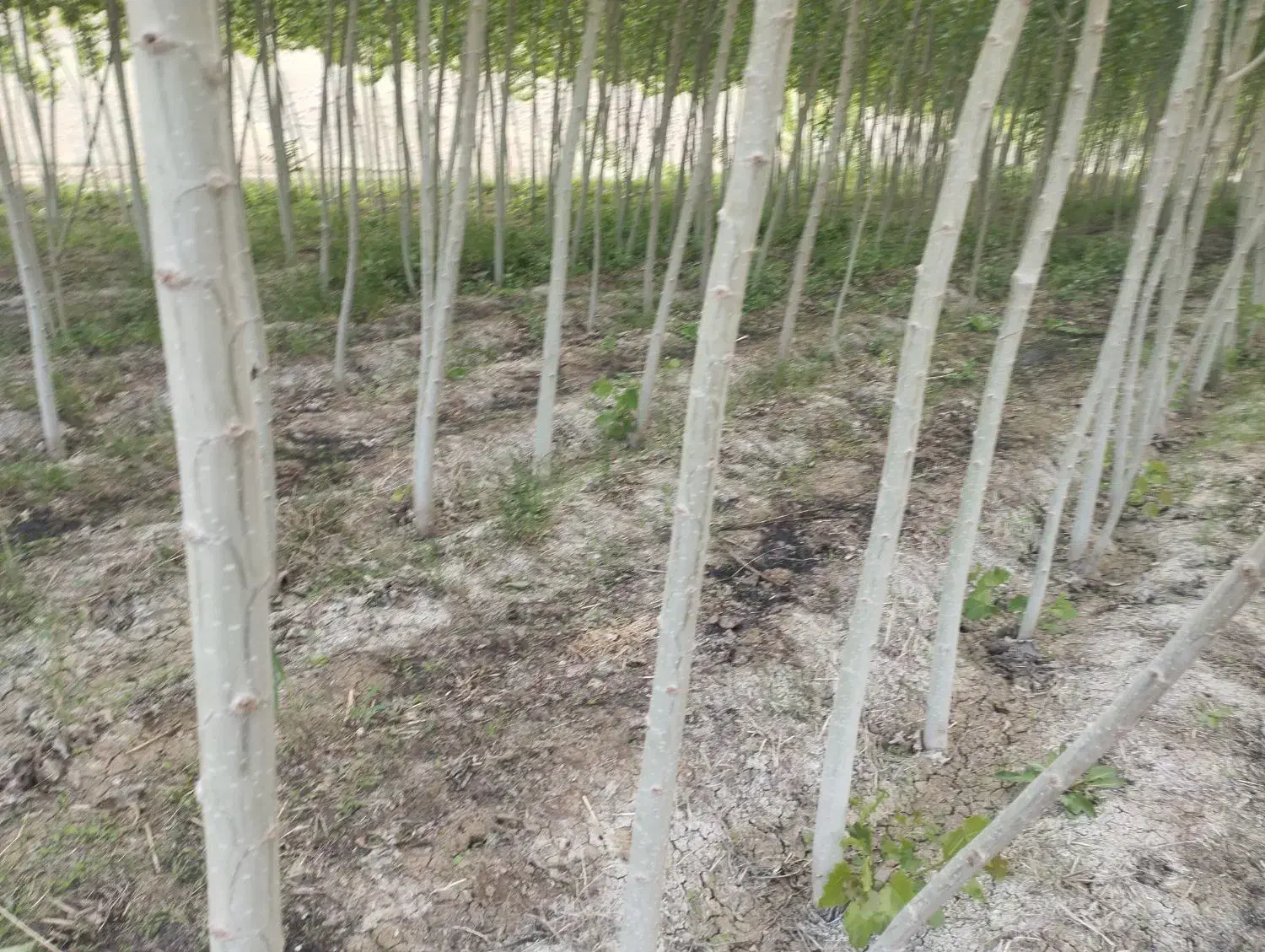 خریدار چوب صنوبر ودرخت میوه ضایعات با قیمت خوب|خدمات باغبانی و درختکاری|دره رود, |دیوار