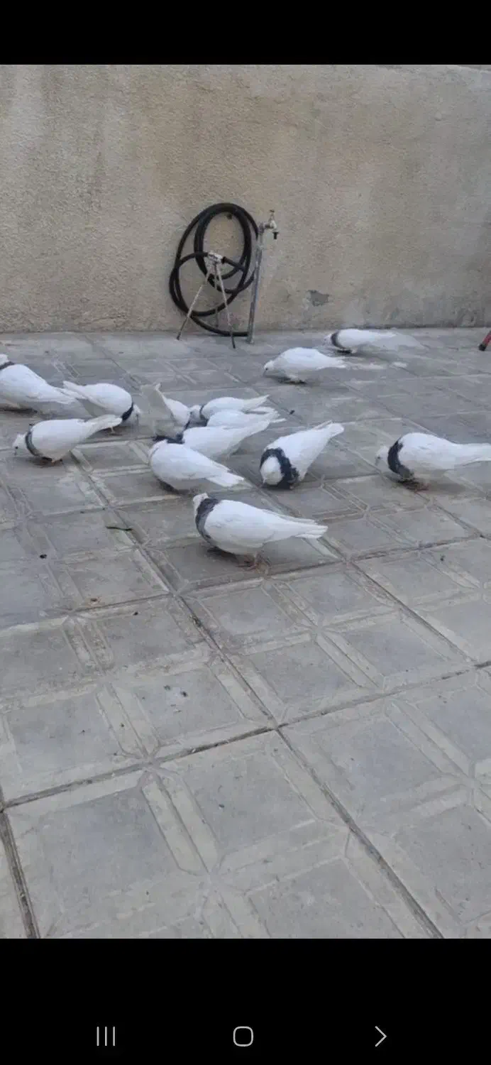 طوقی|پرنده|همدان, |دیوار