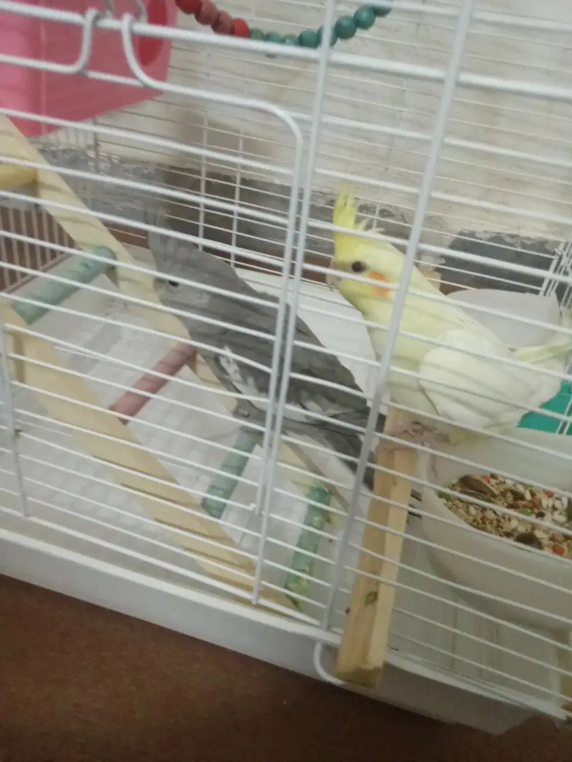 عروس هلندی|پرنده|ساوه, |دیوار