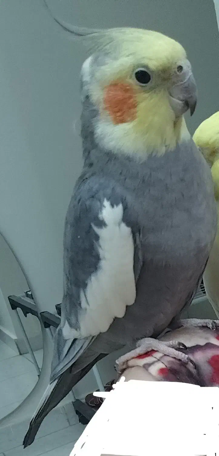 گمشده|حیوانات|تهران, مهرآباد جنوبی|دیوار