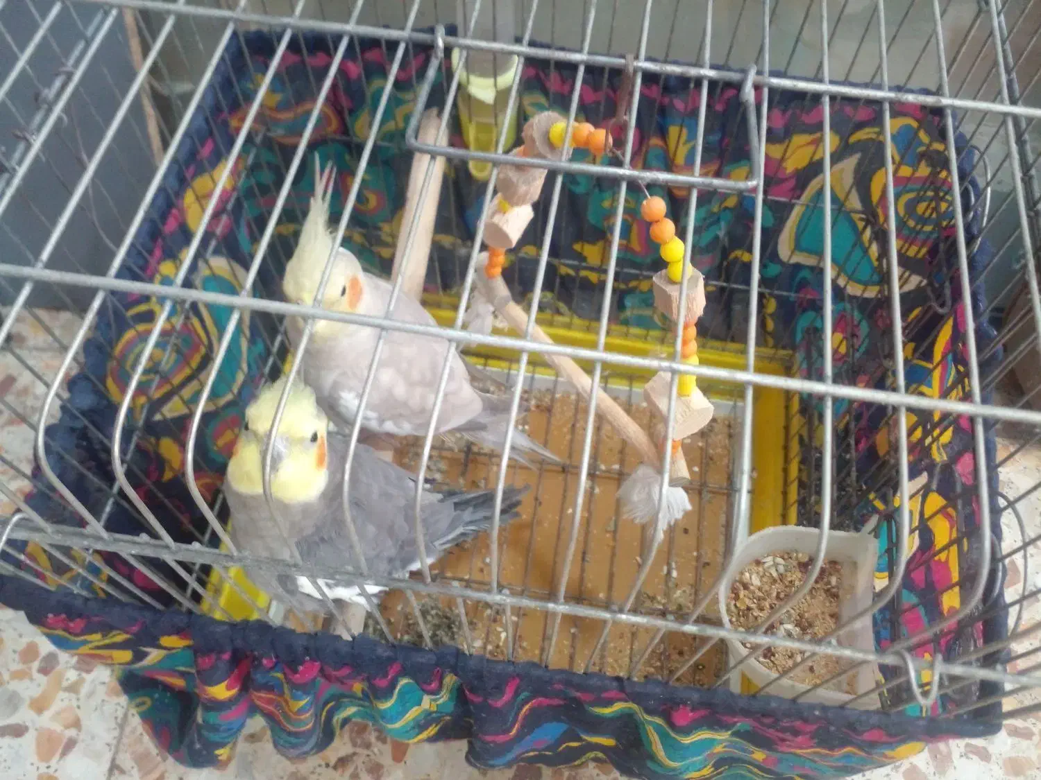 عروس نرو ماده بالغ نر سخنگو|پرنده|رشت, حومه رشت|دیوار