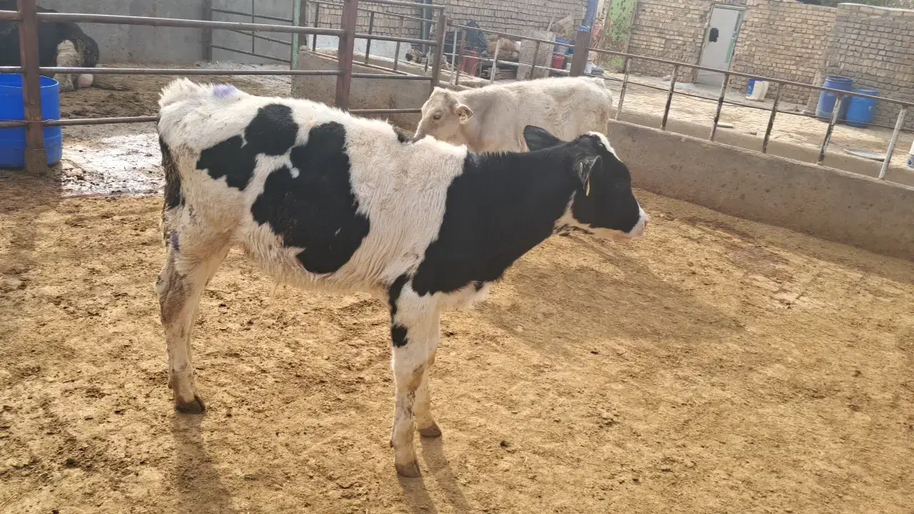 گوساله قطع شیر|حیوانات مزرعه|شال, |دیوار