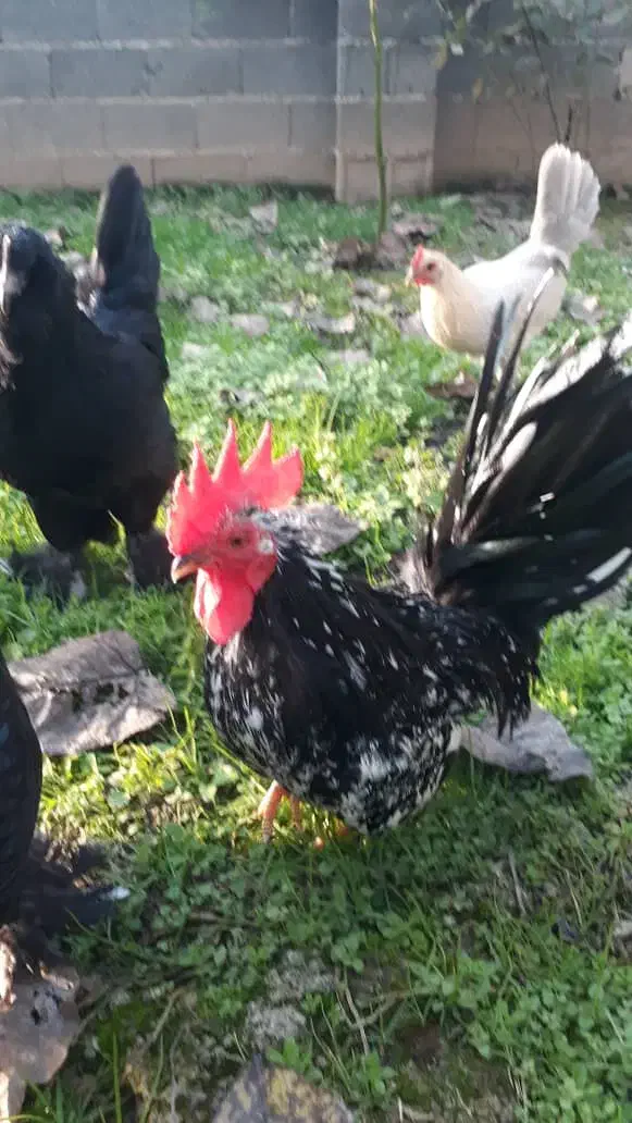 مرغ و خروس جاپنیز|حیوانات مزرعه|رشت, گلسار|دیوار