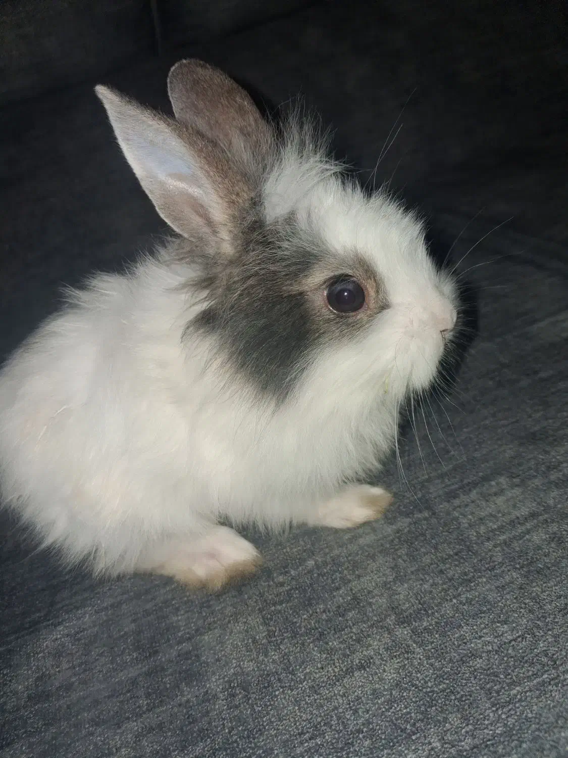 خرگوش|موش و خرگوش|تهران, راه آهن|دیوار