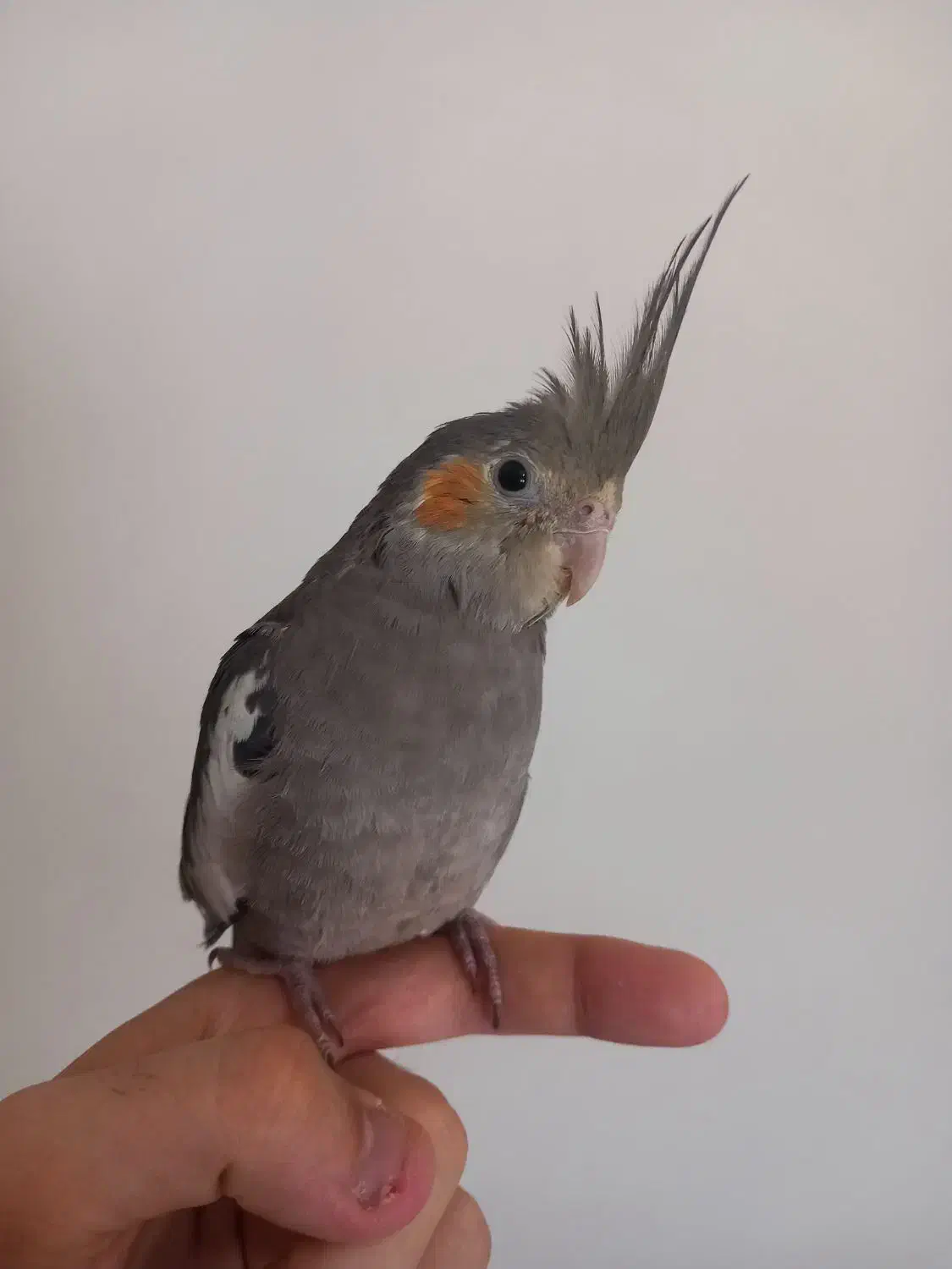 دو تا جوجه عروس هلندی دستی|پرنده|تهران, ارامنه|دیوار