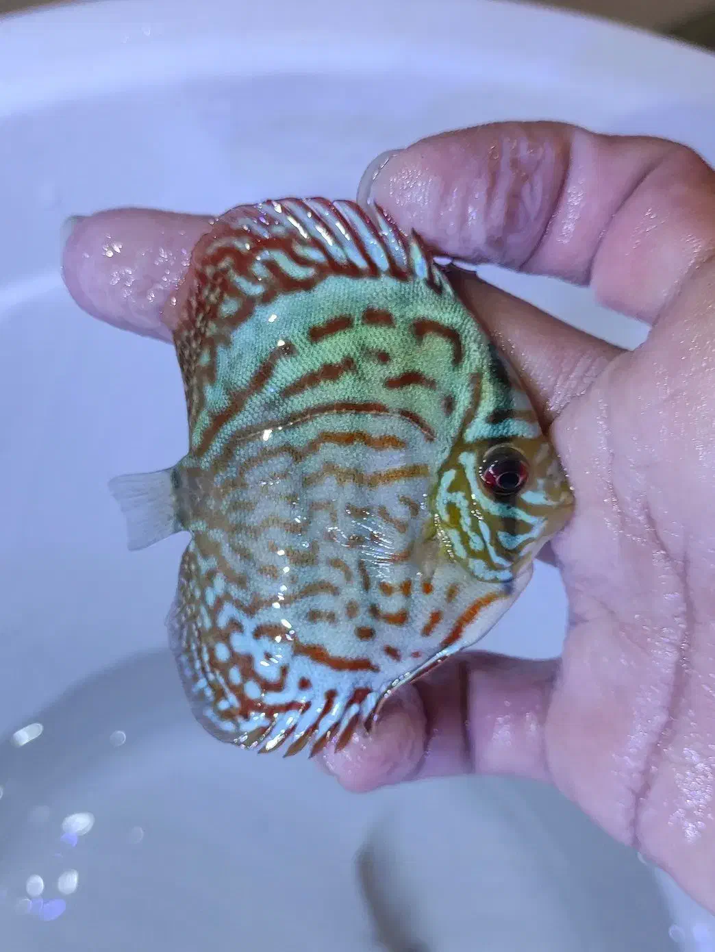 دیسکس گریدبالا|ماهی|مشهد, الهیه|دیوار