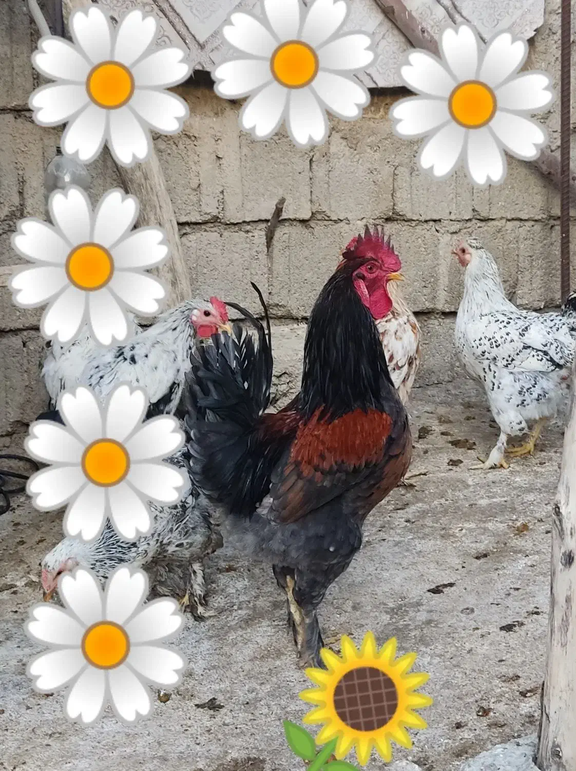 خر‌وس محلی|حیوانات مزرعه|دهدشت, |دیوار