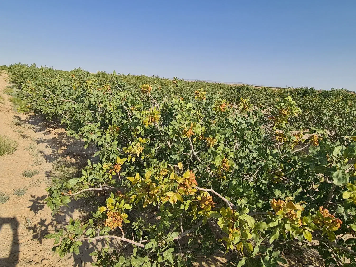 باغ پسته ۲۰ ساله|فروش دفتر صنعتی، کشاورزی، تجاری|امیرآباد, |دیوار