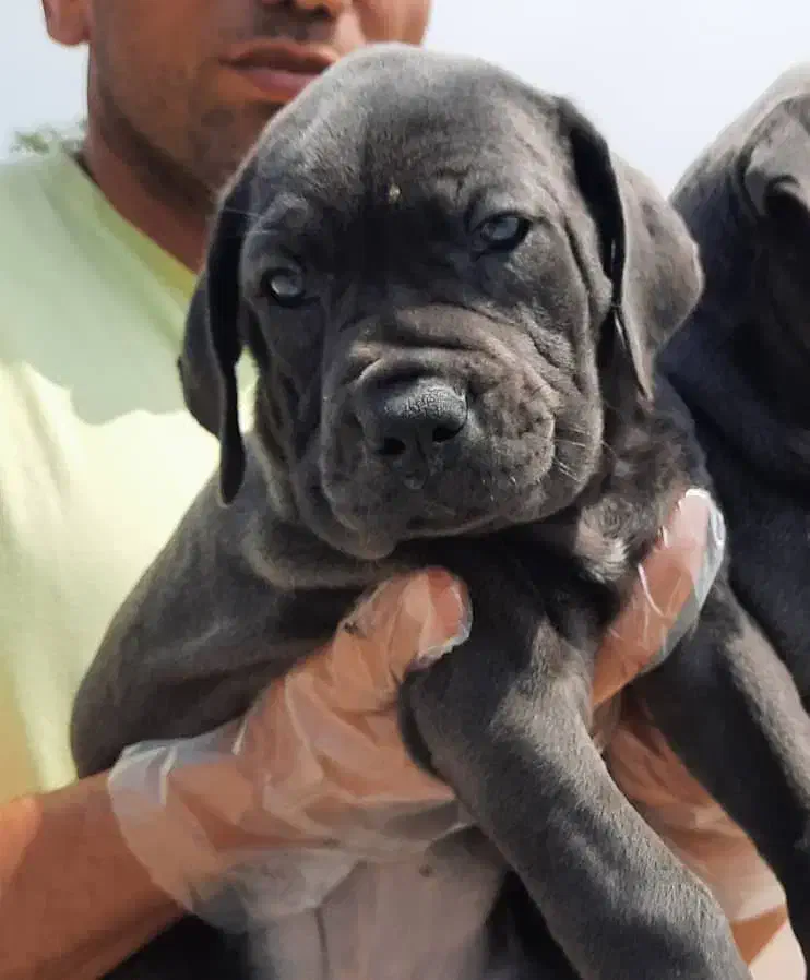 پرورش سگهای گارد|سگ|قم, زنبیل آباد|دیوار