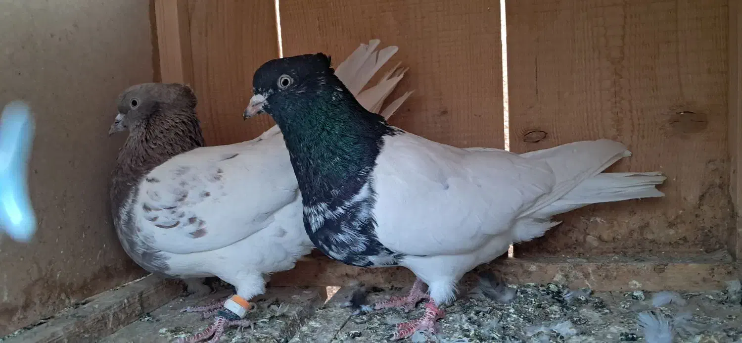 صید|پرنده|بجنورد, |دیوار