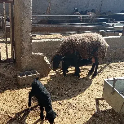 میش همو با سه بره همو|حیوانات مزرعه|نیاسر, |دیوار