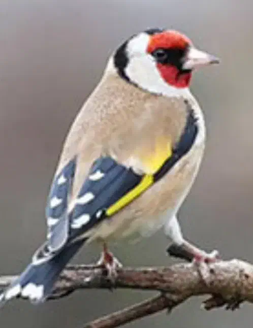 سهره کرمانی|پرنده|تبریز, |دیوار