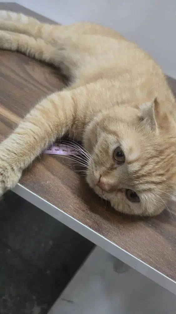 گربه نر جهت جفت گیری|گربه|یزد, |دیوار