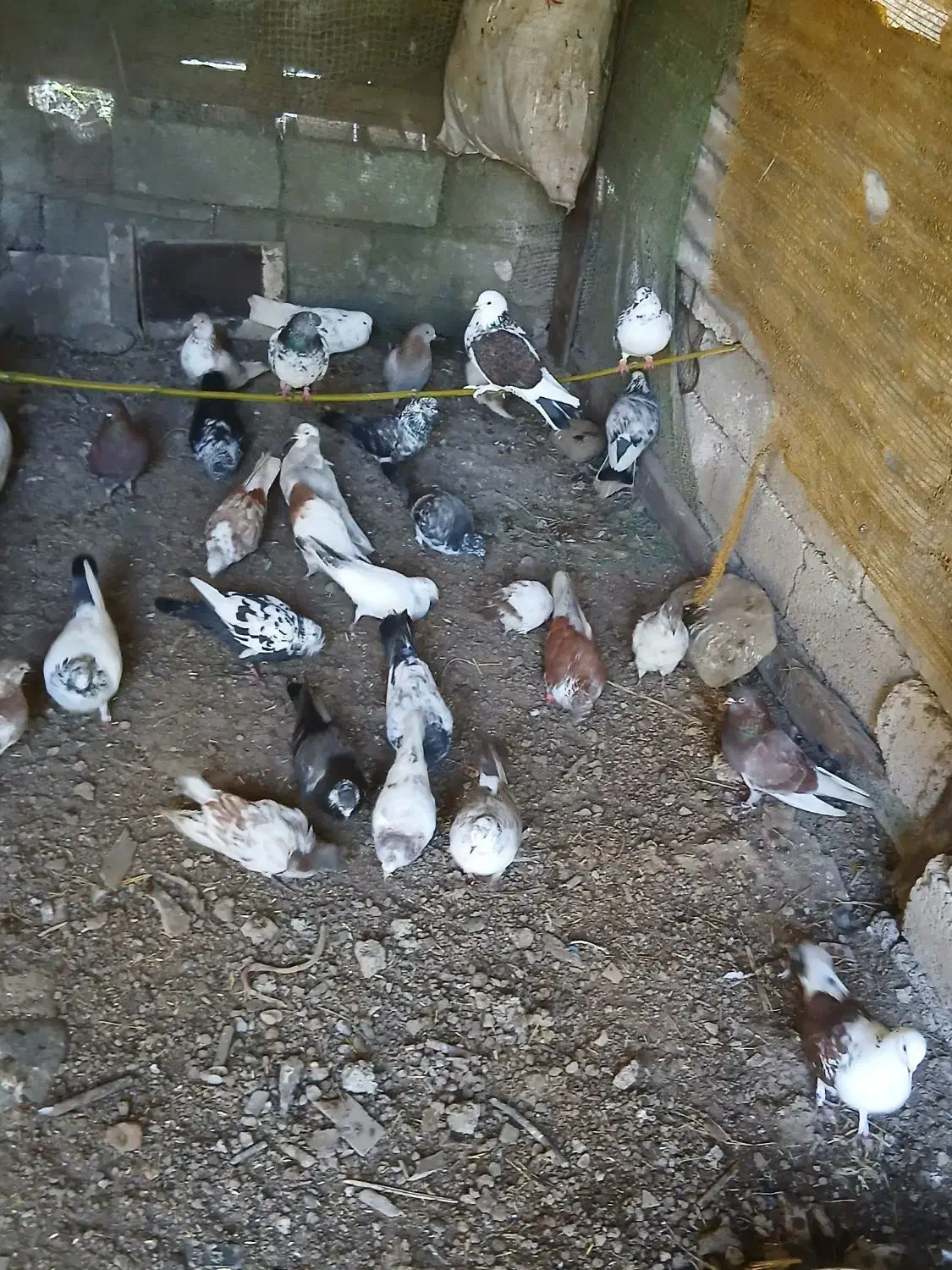 کبوتر|پرنده|سنگر, |دیوار