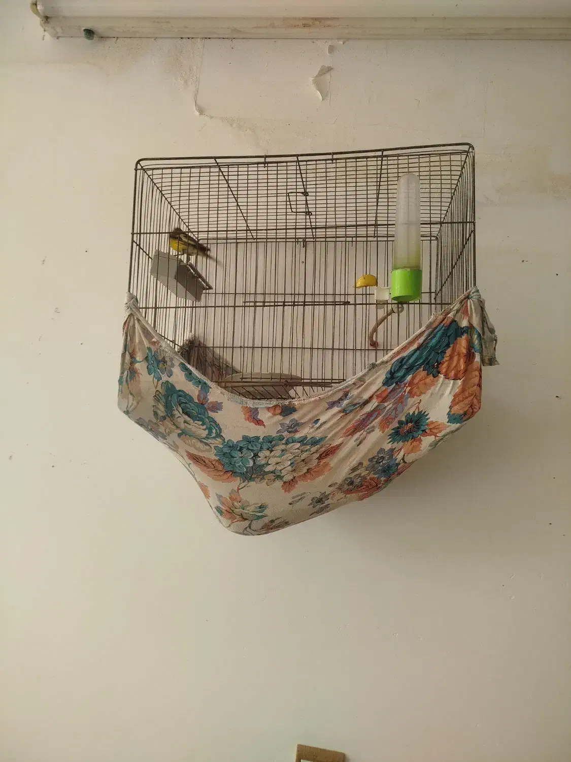 سهره قناری .سهره جوجه قفس وسهره خاکی|پرنده|فسا, |دیوار