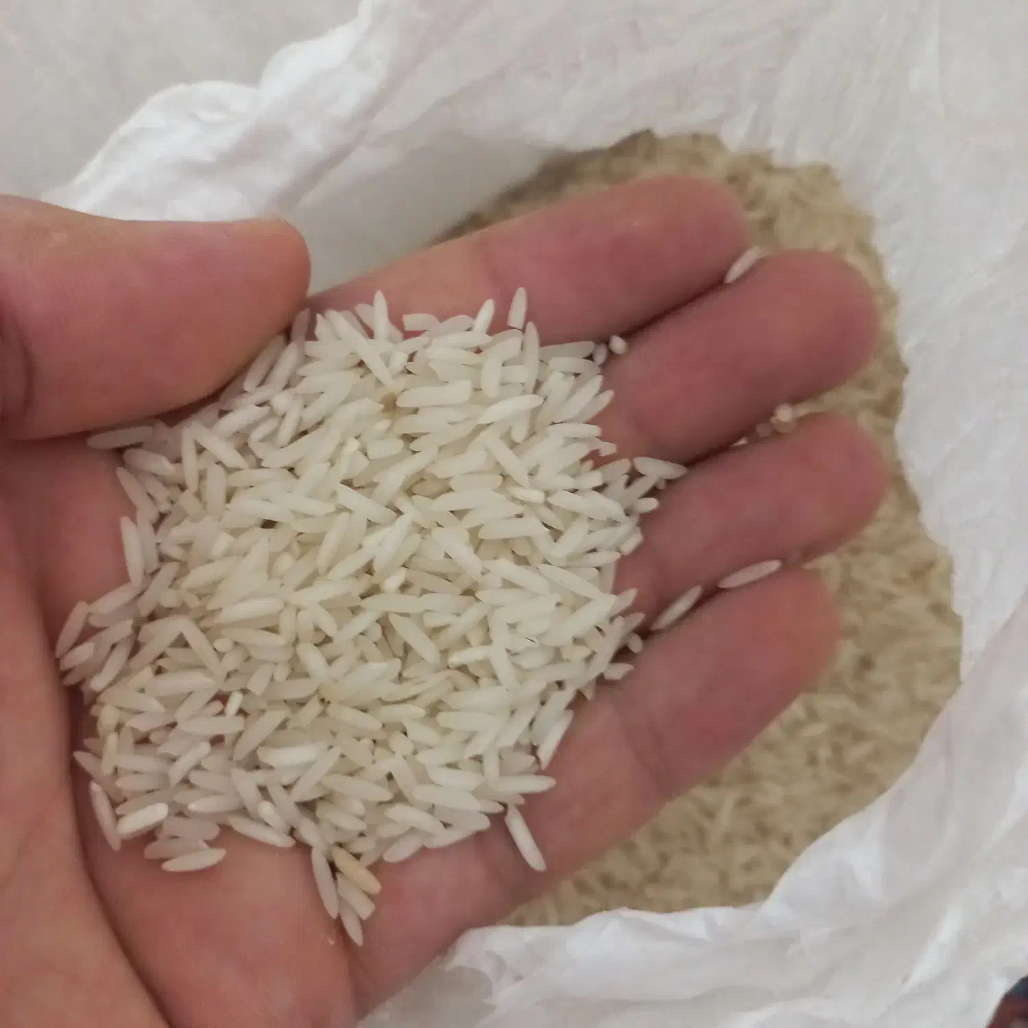 ۳۵۰ کیلو برنج شیرودی درجه یک|خوردنی و آشامیدنی|تالش, هشتپر|دیوار