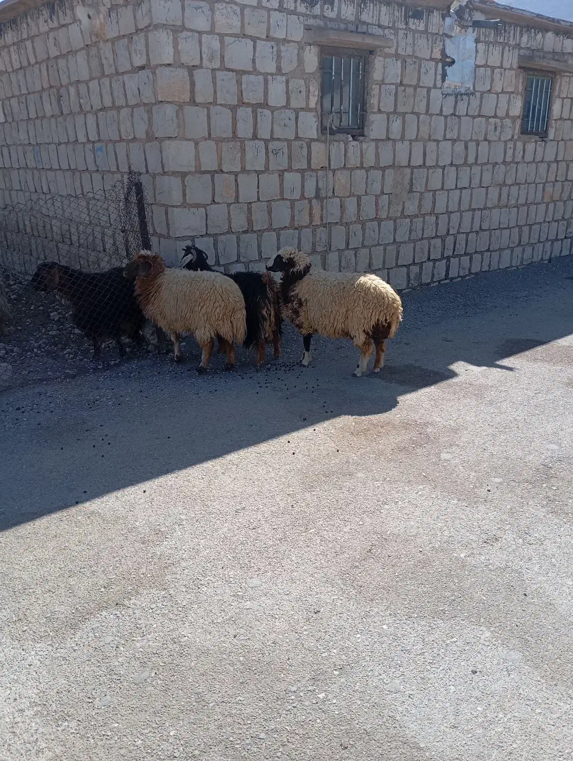 بره وشک وبز جوان|حیوانات مزرعه|کارزان, |دیوار