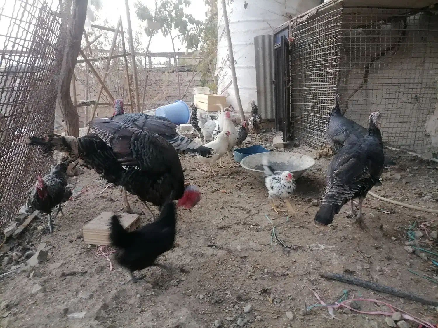 مرغ و خرو و بوقلمون|حیوانات مزرعه|کرج, حسن آباد|دیوار