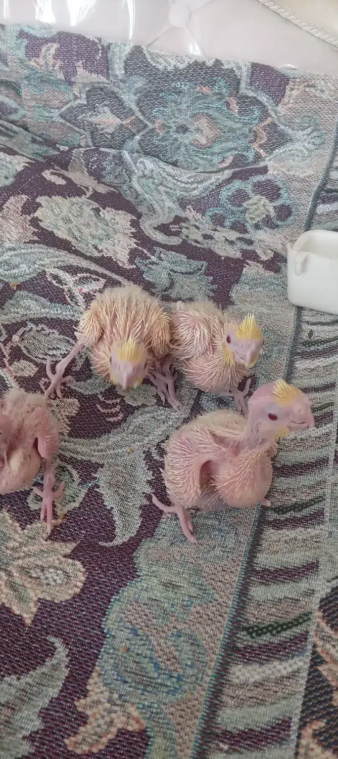 جوجه عروس هلندی لوتینو|پرنده|تهران, مسعودیه|دیوار