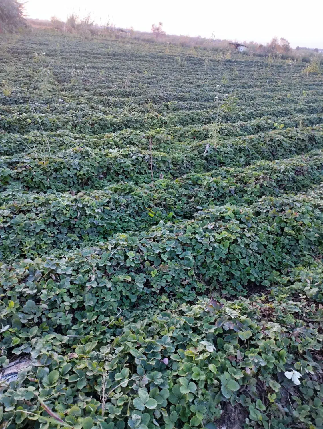 نهال توت فرنگی|خدمات باغبانی و درختکاری|خان ببین, |دیوار