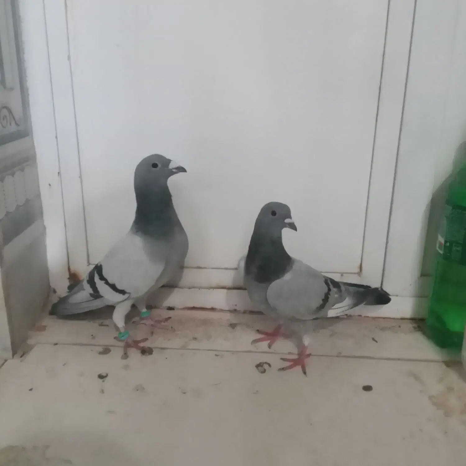 کبوتر پلاکی|پرنده|سراوان, |دیوار