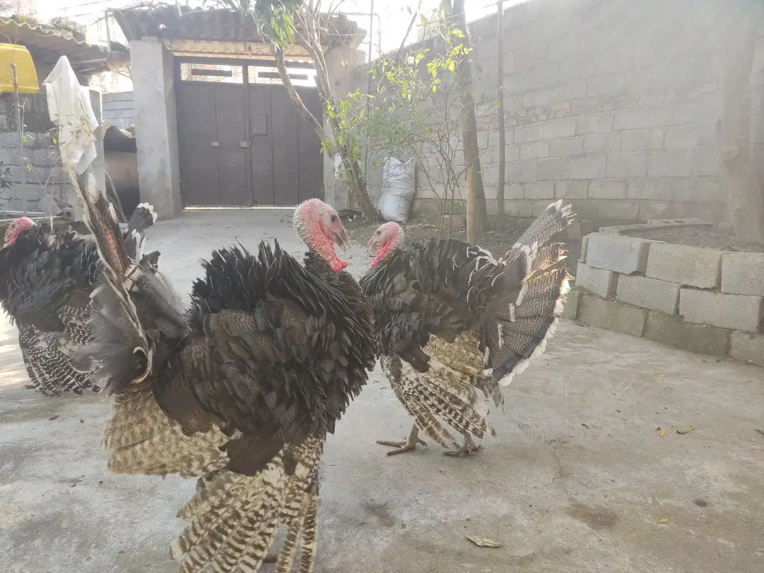 بوقلمون نر|حیوانات مزرعه|سرخرود, |دیوار