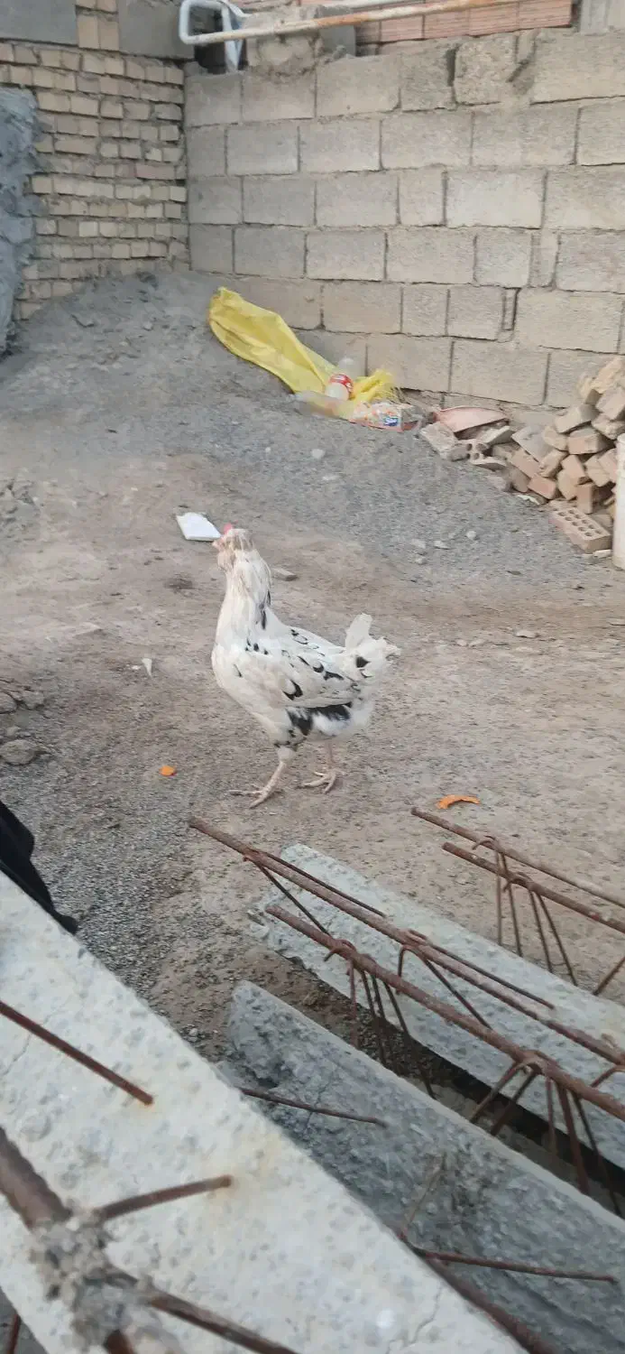 مرغ گلین|حیوانات مزرعه|انبارآلوم, |دیوار