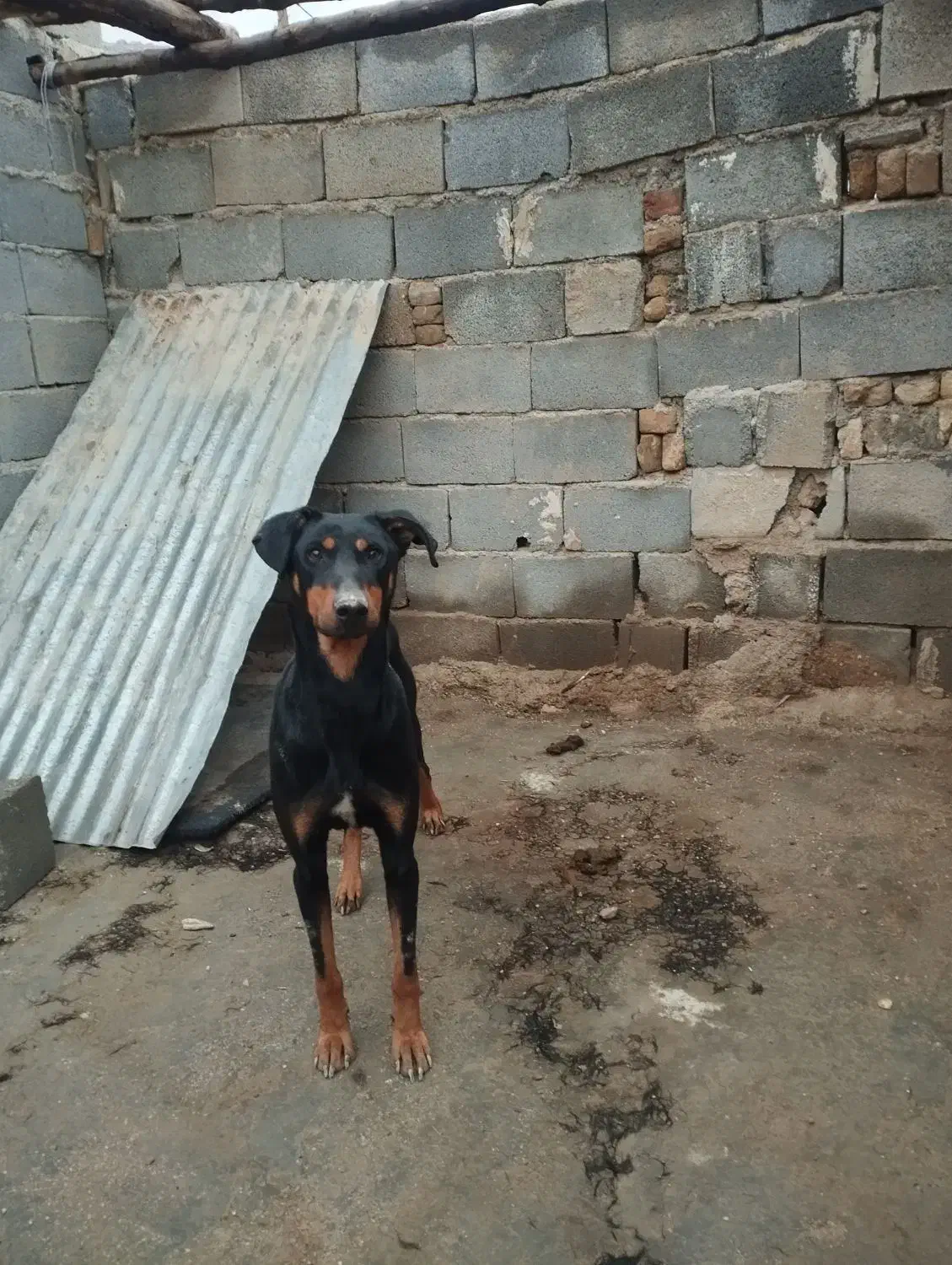 واگذاری دوبرمن|سگ|زرقان, |دیوار