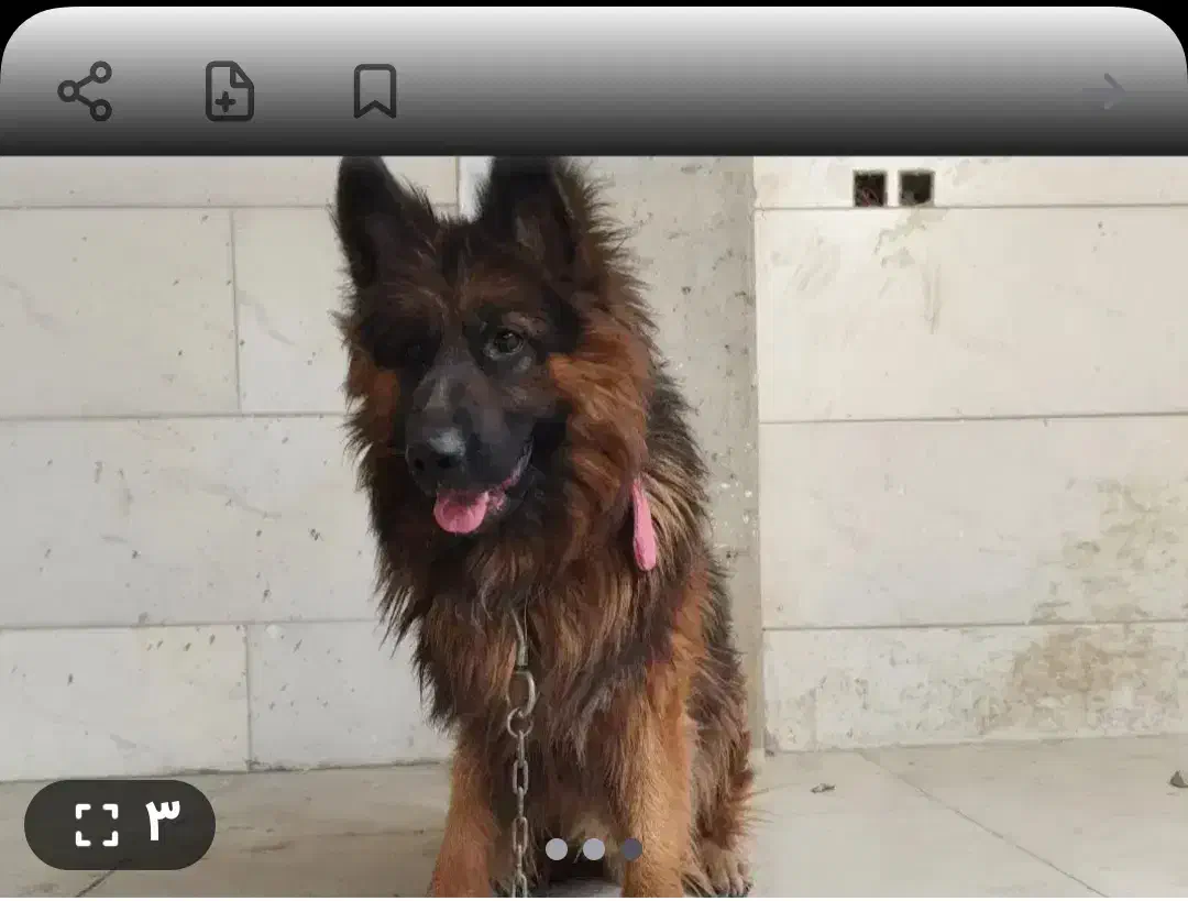 فروش سگ ژرمن کلاس a ماده 18ماهه|سگ|جیرفت, |دیوار