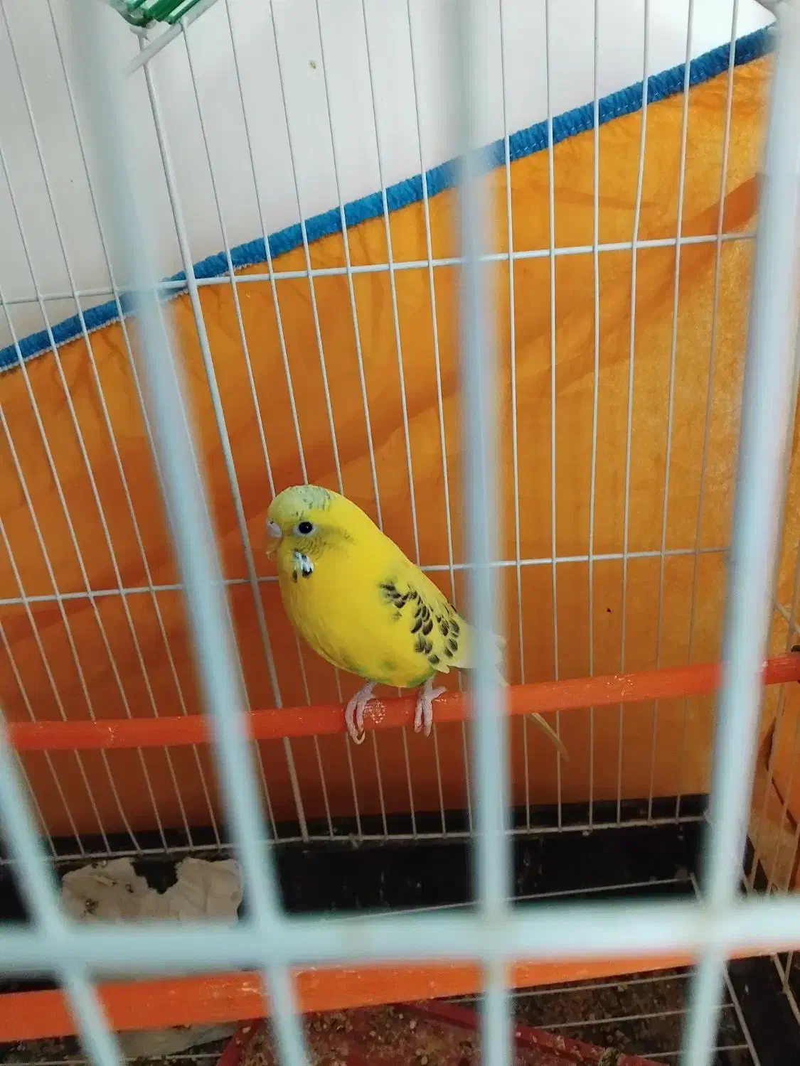 جفت مرغ عشق جوان|پرنده|رفسنجان, |دیوار