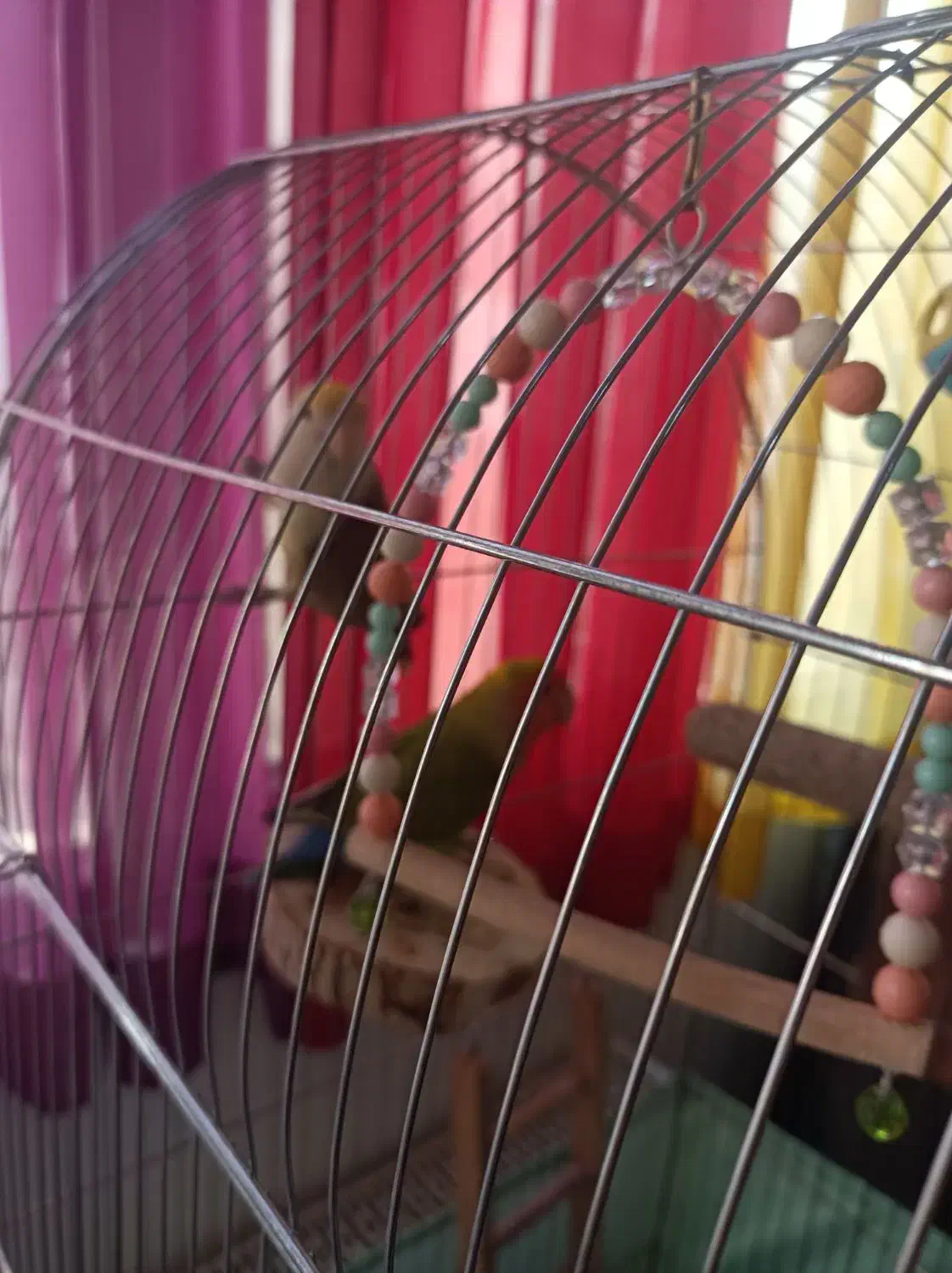 طوطی برزیلی جفت با قفس و متعلقات|پرنده|تهران, بنیهاشم|دیوار