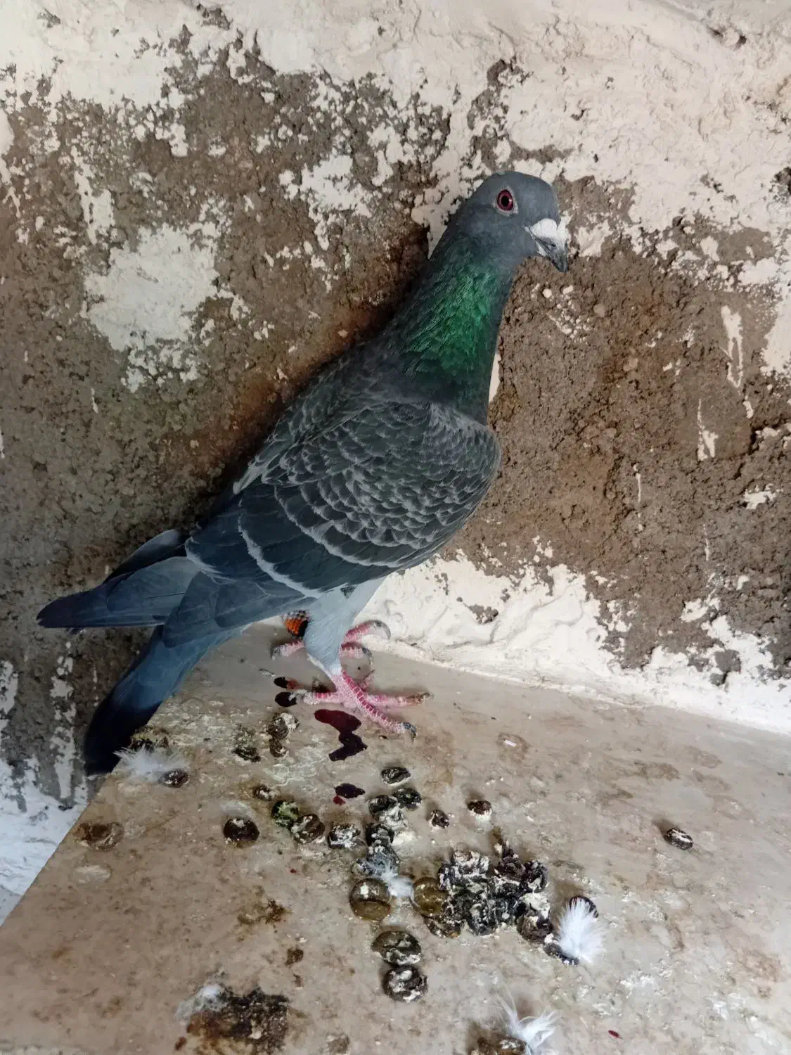 پرنده گرفتنی قلدر|پرنده|الوند, |دیوار