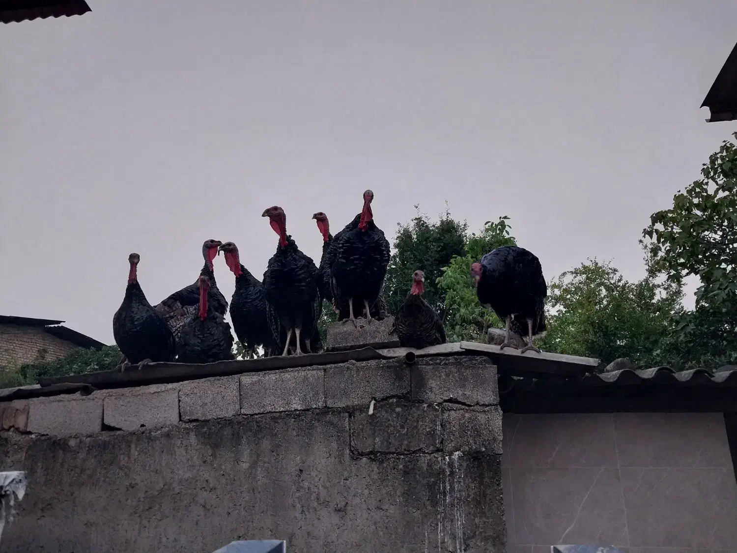 بوقلمون نر برنز سنگین وزن|حیوانات مزرعه|ساری, |دیوار