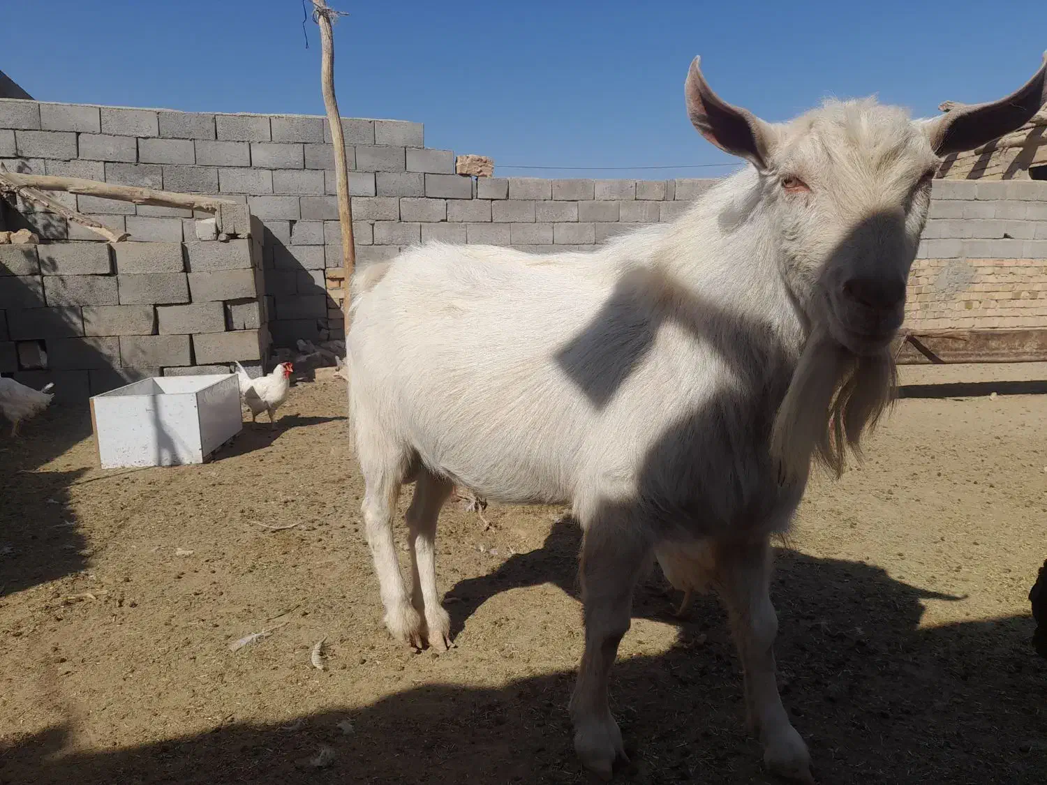 نر بز سانن|حیوانات مزرعه|جوین, |دیوار