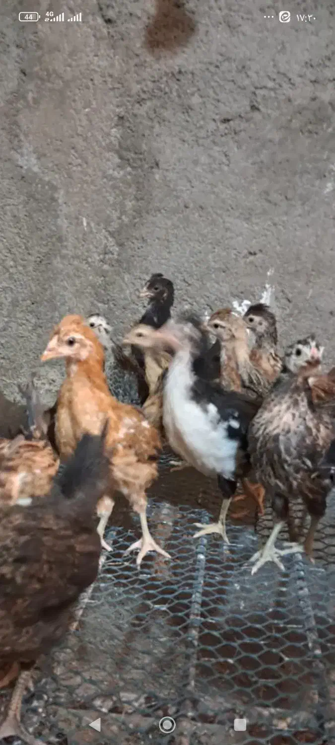 جوجه گلین|لوازم جانبی حیوانات|جلیل آباد, |دیوار