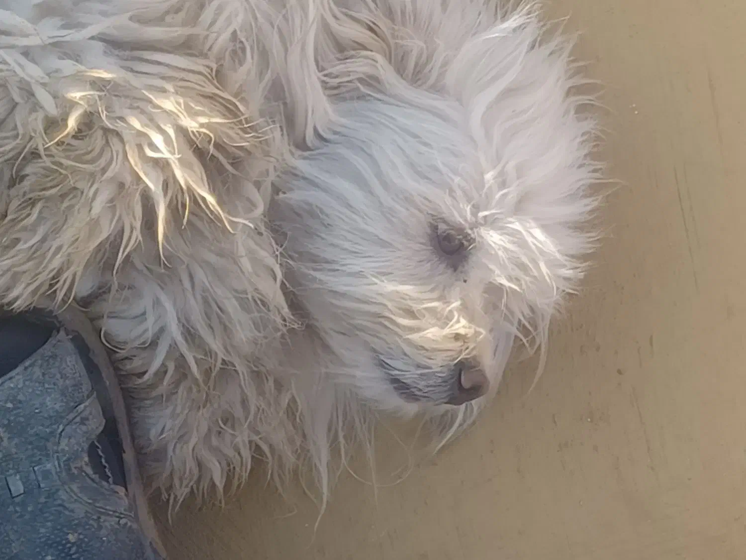 سگ شیتزو نر|سگ|یزد, |دیوار