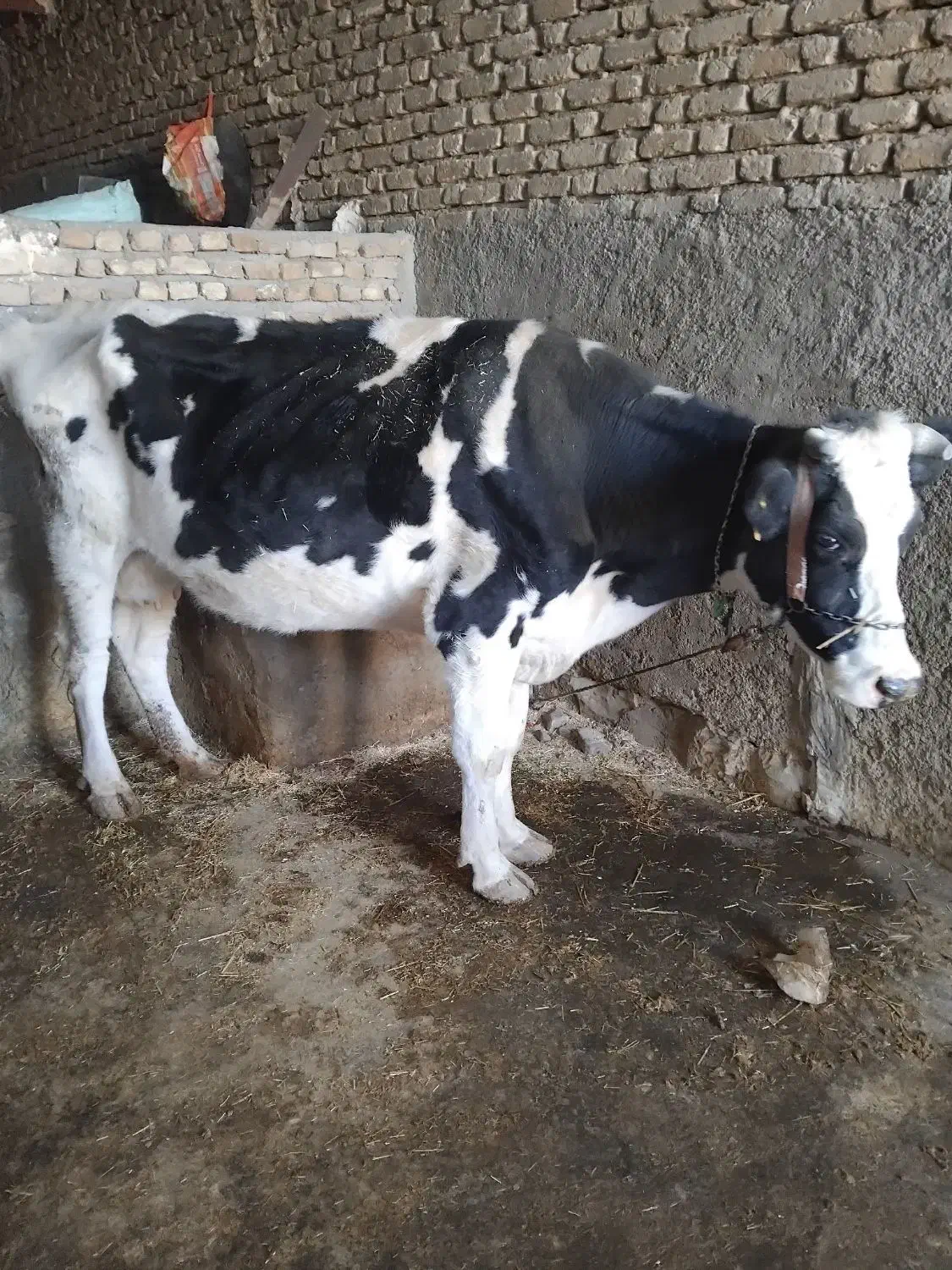 گاو توافقی|حیوانات مزرعه|کوهدشت, |دیوار