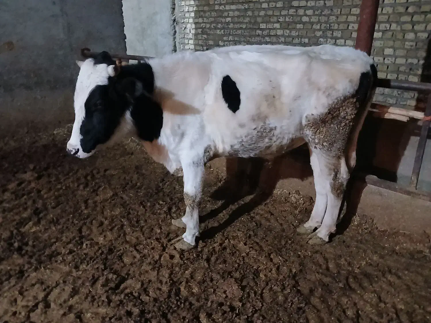 گوساله نر|حیوانات مزرعه|رامند, |دیوار