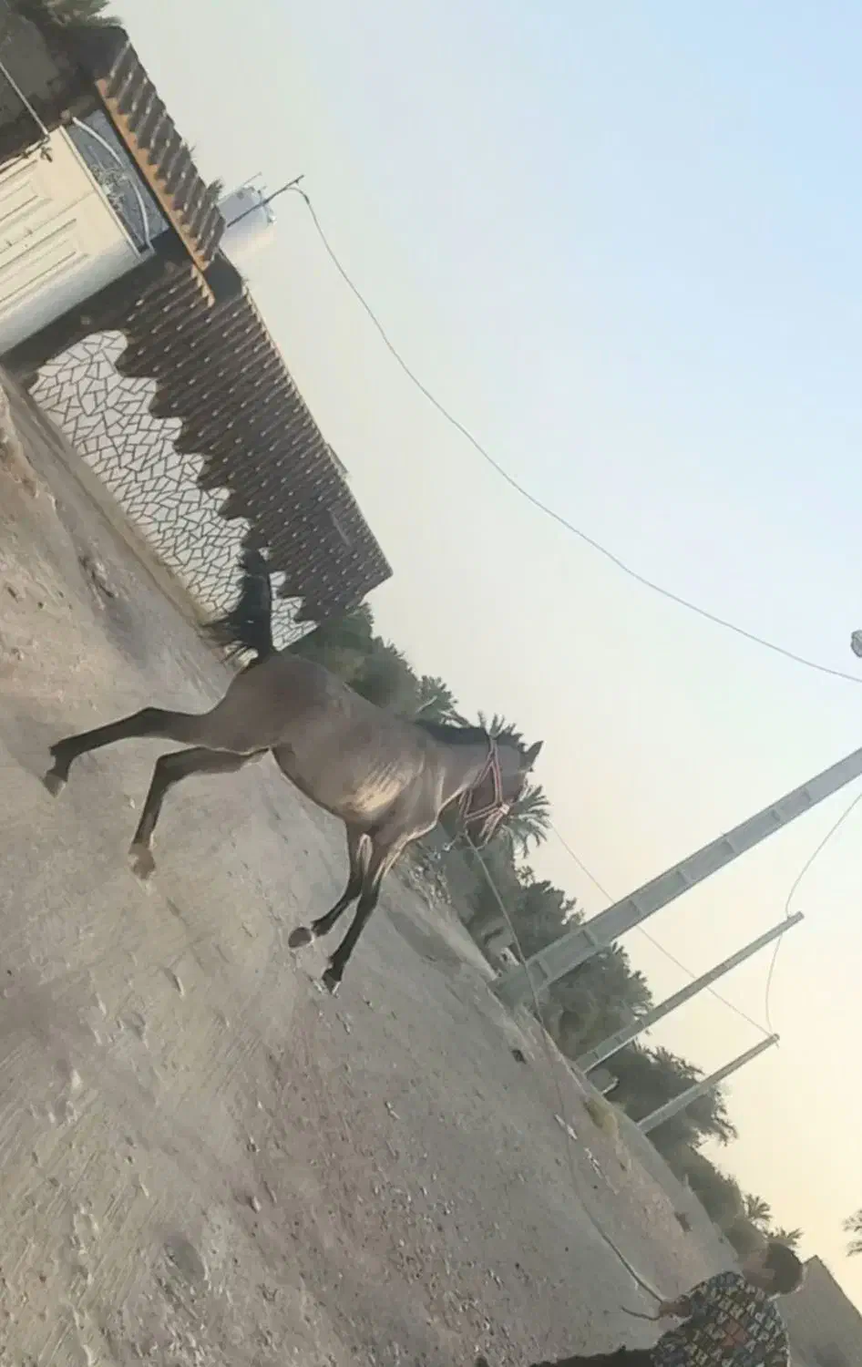 کره مادیان 1ساله دم گیر پرخون|اسب و تجهیزات اسبسواری|بهبهان, |دیوار