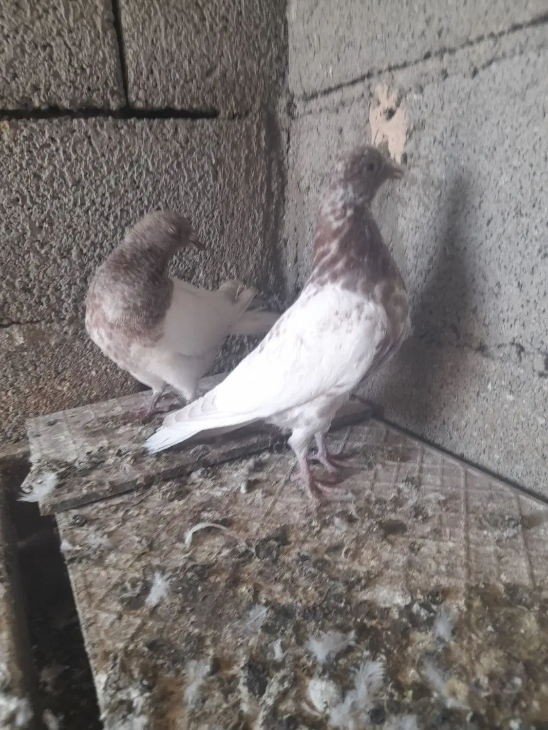 کبوتر|پرنده|آذرشهر, |دیوار