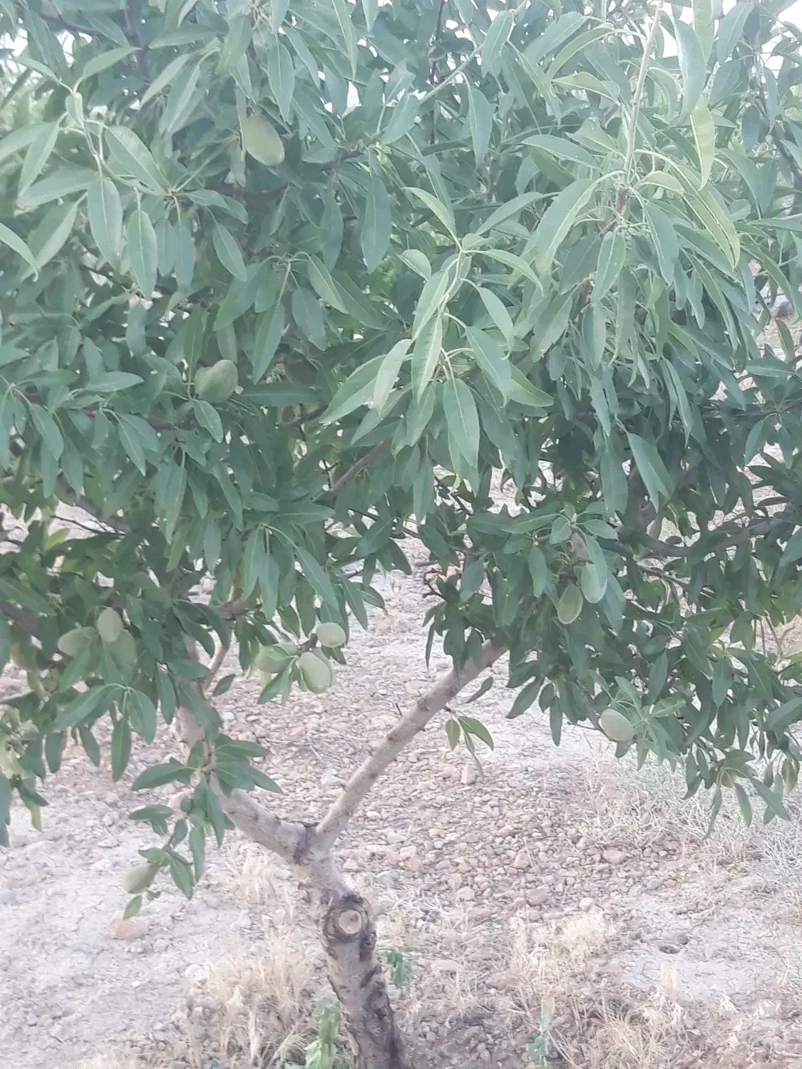 باغ|فروش دفتر صنعتی، کشاورزی، تجاری|تیران, |دیوار