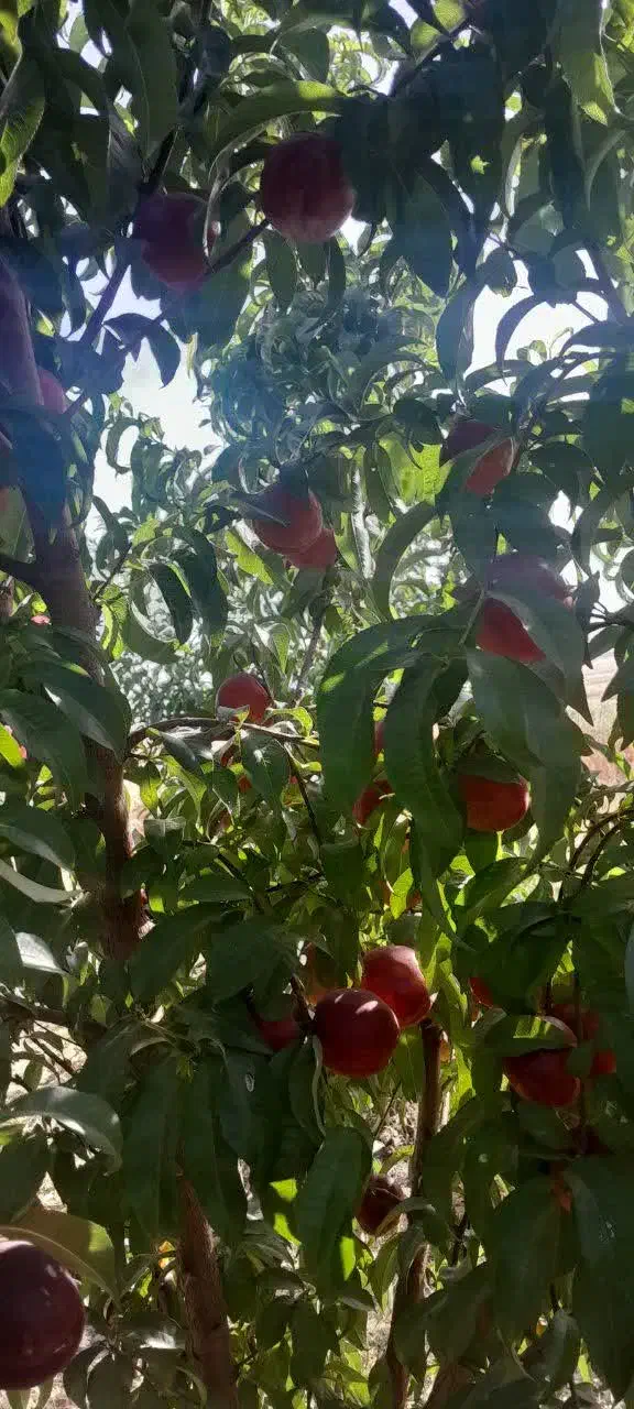 فروش زمین با مجوز گلخانه هیدروپونیک چاه نیمه عمیق|فروش دفتر صنعتی، کشاورزی، تجاری|کامیاران, |دیوار