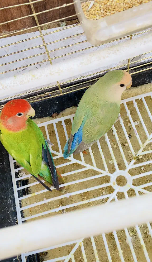 کوتوله برزیلی|پرنده|زاهدان, |دیوار