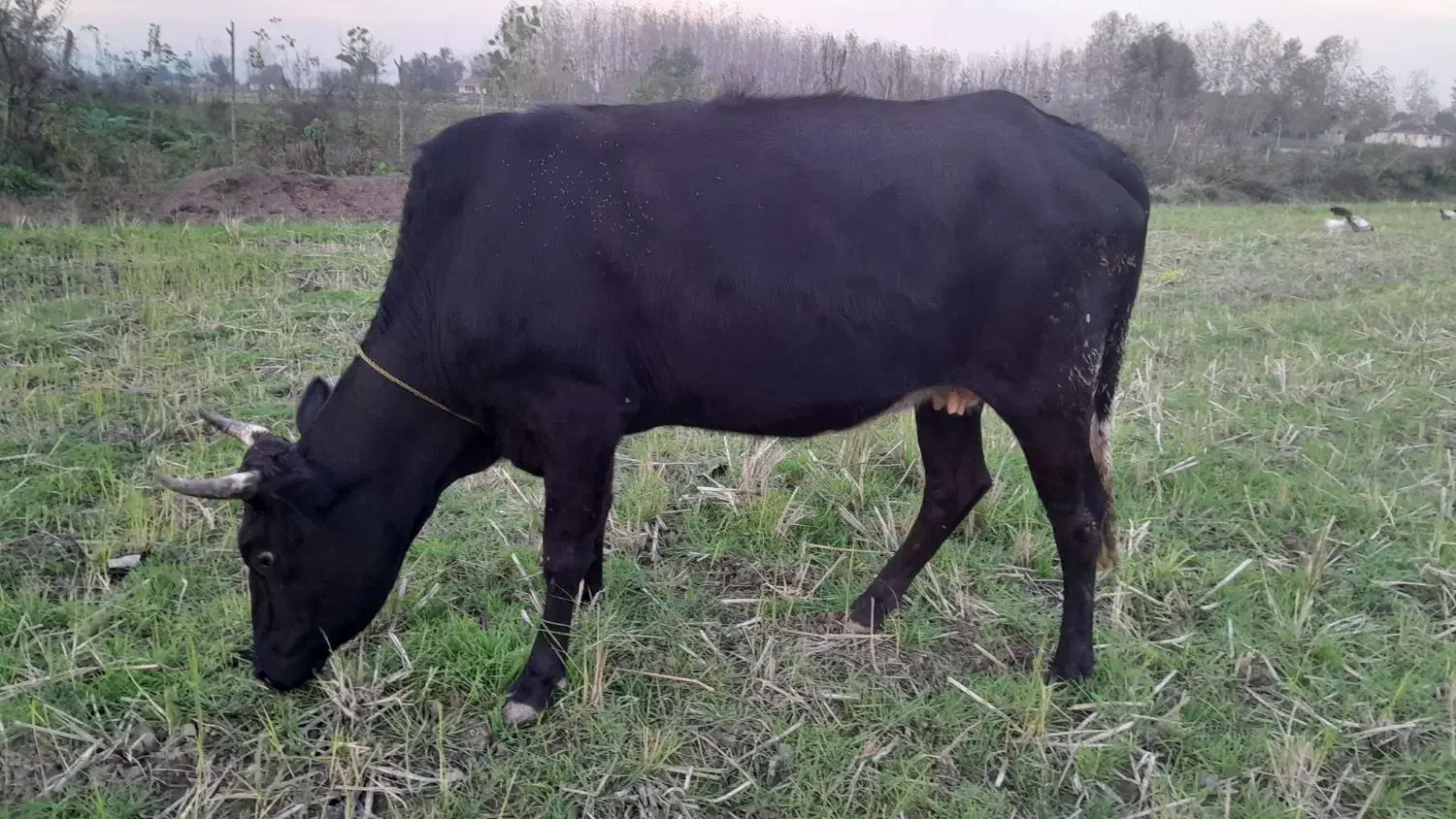 گاو چالوسی|حیوانات مزرعه|سنگر, |دیوار