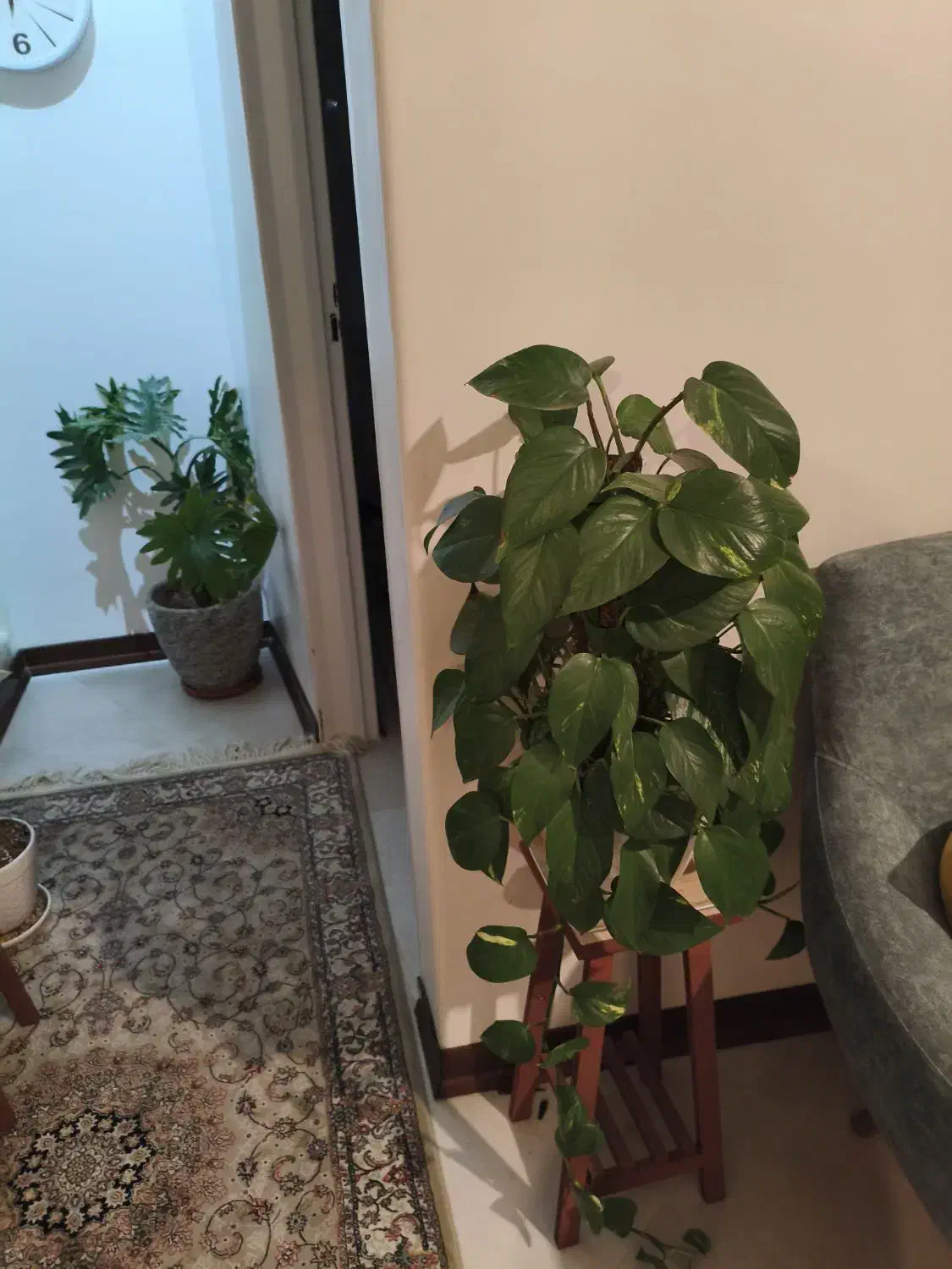 گلدان و پایه گدان|گل و گیاه طبیعی|لواسان, |دیوار