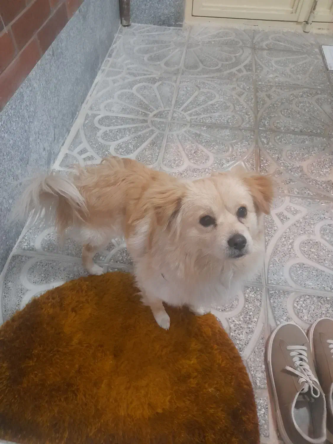 سگ پامرین روباهی|سگ|باسمنج, |دیوار