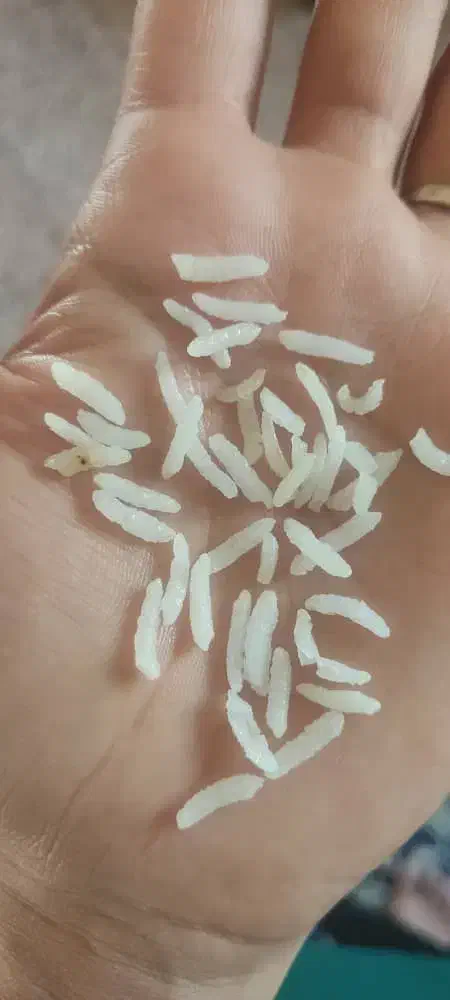 برنج کامفیروزی اصل|خوردنی و آشامیدنی|کامفیروز, |دیوار