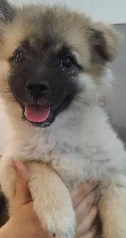 توله پامر|سگ|تهران, گرگان|دیوار