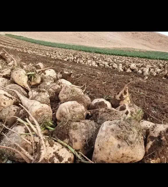 چغندر|خوردنی و آشامیدنی|زاغه, |دیوار